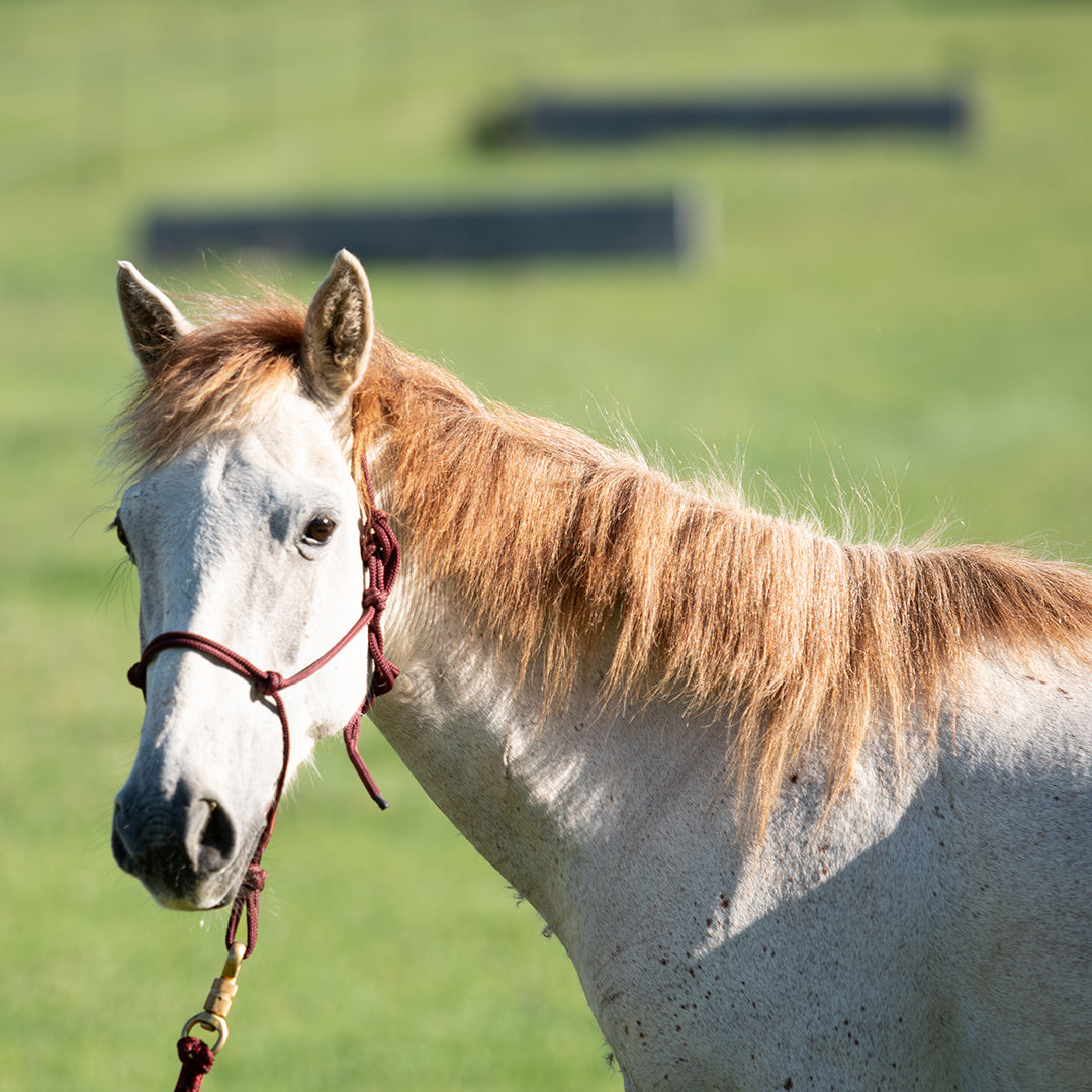 The Journey of a Rescued  Cracker Horse and a Surprise Within